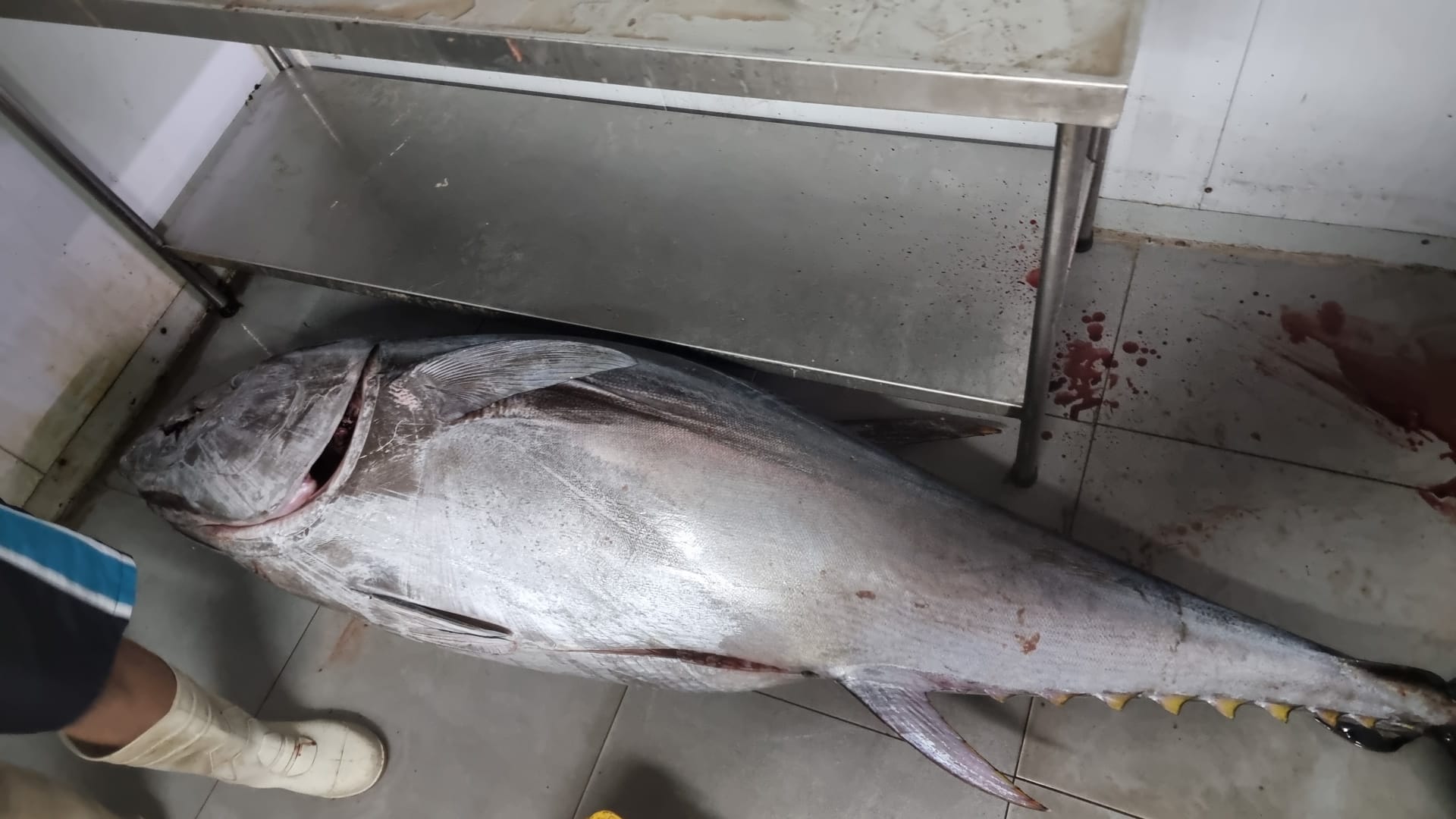 WhatsApp Image 2022-06-10 at 5.29.37 PM.jpeg